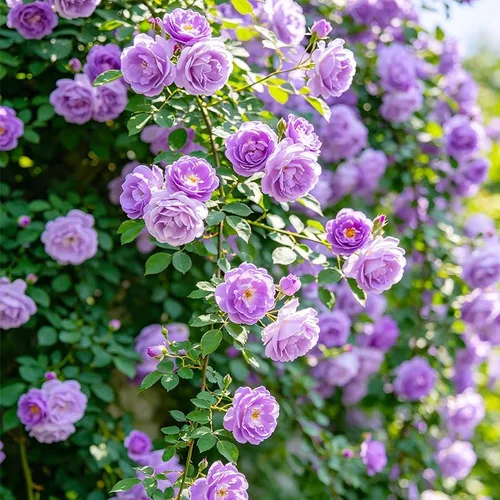 Vista 3 de Más de 120 semillas de rosas de colores para plantar, semillas de plantas tradicionales no transgénicas, atraen abejas y mariposas