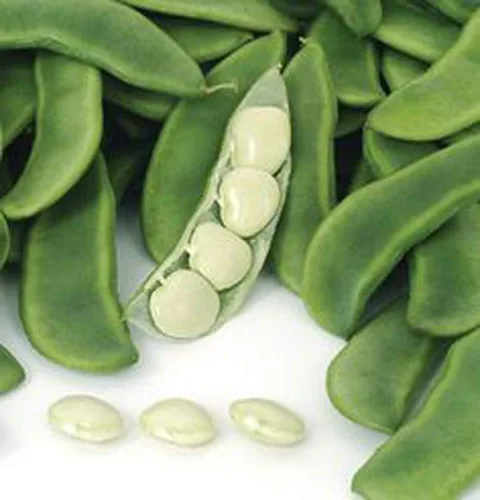 Vista 2 de 100 Count Lima Bean- Fordhook, "Cool Beans n SPROUTS