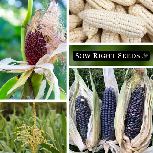 Vista 4 de Sow Right Seeds - Colección de semillas de maíz raras para plantar - Variedades de palomitas de maíz, hopi azul y nogal blanco King - Paquetes