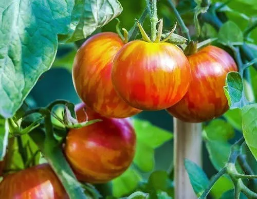 Vista 3 de Más de 30 semillas gigantes de tomate Mr. Stripey de 1-2 libras, sin OMG, bajas en ácido, indeterminadas, polinizadas abiertas, sabor rico
