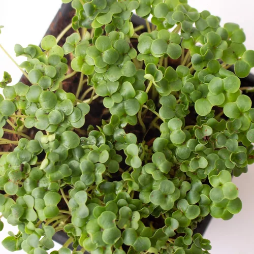 Vista 4 de Semillas de microgreens de brócoli – 1 onza ~ 1000 semillas – Alta germinación, semilla premium para cultivar microverduras de brócoli – Sin OMG