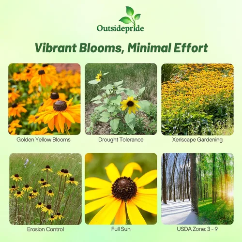 Vista 2 de Outsidepride Black Eyed Susan Rudbeckia Seeds - Semillas de flores perennes, fáciles de cultivar y auto-siembradas para plantar flores amarillas