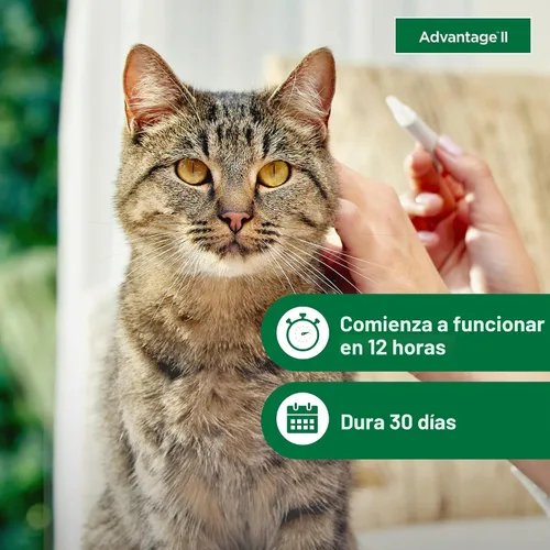 Vista 5 de Advantage II Tratamiento y prevención de pulgas recomendado por veterinarios para gatos grandes Gatos de más de 9 libras Suministro de 1 mes