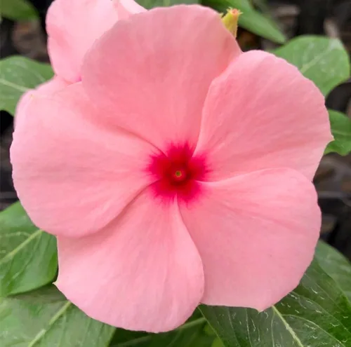Vista 3 de 1200 Semillas de bígaro Madagascar Mix Flores Perennes - Catharanthus roseus Vinca Bígaro Rosa