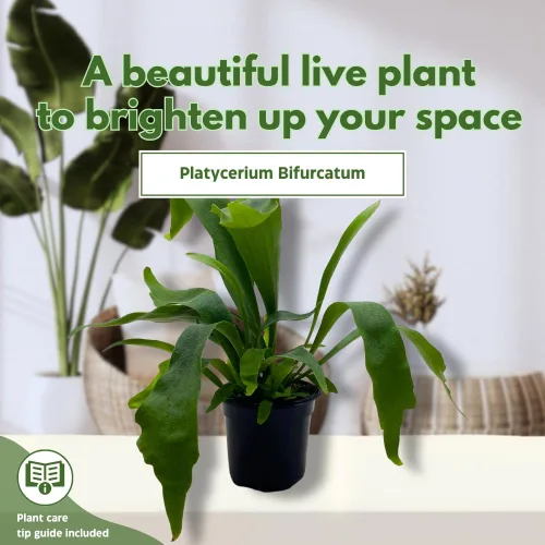 Vista 3 de BubbleBlooms Helecho cuerno de ciervo, en una olla de 4 pulgadas, Platycerium bifurcatum Elkhorn