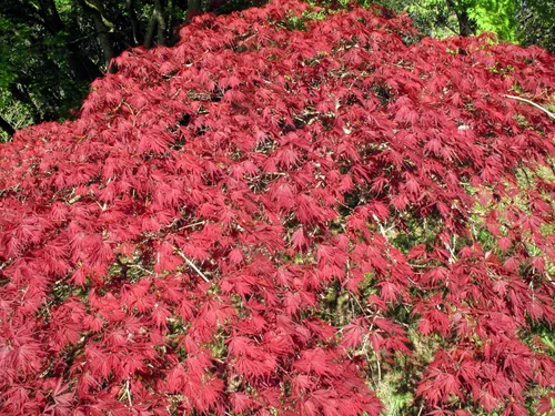 Vista 2 de 10 INABA SHIDARE Maple Weeping Red Laceleaf Japanese Acer Palmatum Dissectum Tree Seeds