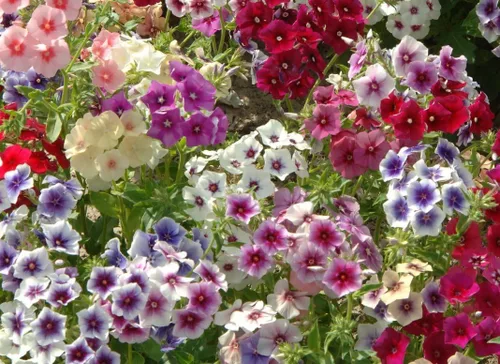 Vista 4 de Semillas Phlox Mix - Flores perennes para plantar