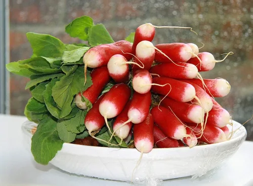 Vista 5 de Semillas de Rábano Francés Vegetal 18 Días Temprano Rojo Heirloom - 300 Semillas