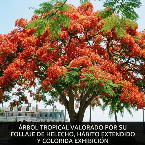 Vista 8 de 20 Royal Poinciana Seeds Delonix Regia Flame Tree Seeds