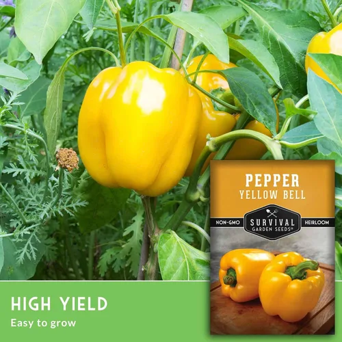 Vista 5 de Semillas de pimiento amarillo para plantar, pimientos dorados tradicionales para huertos domésticos, sin OMG, polinizado abierto, semillas de jardín