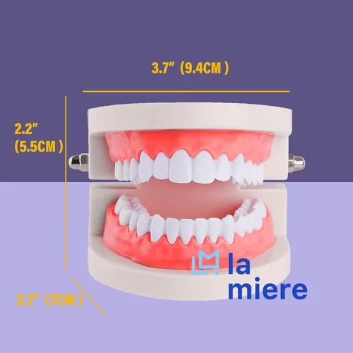Vista 3 de LA MIERE 1 paquete de modelo de dientes estándar adulto tipodonto para demostración de prótesis dental para niños, enseñanza dental, exhibición