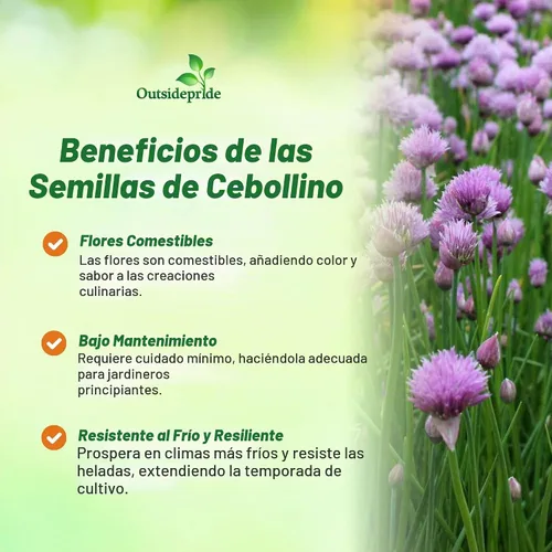 Vista 3 de Outsidepride Semillas de jardín de hierbas de cebollino perenne de 1 oz para microverdes, brotes y cocina
