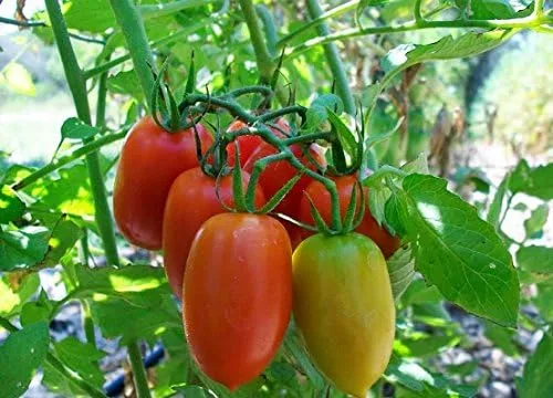 Vista 8 de Más de 30 semillas de tomate italiano Roma, reliquia sin OMG, determinadas, polinizadas abiertas, sabor anticuado, suaves, dulces, deliciosas