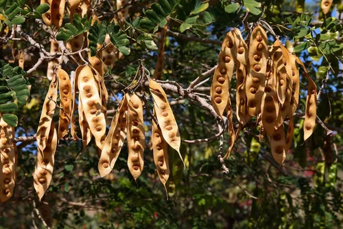 Vista 7 de 20 ÁRBOL DE LA Lengua De MUJER Blanco Mimosa Néctar Flor Albizia Lebbeck Semillas De Leguminosas