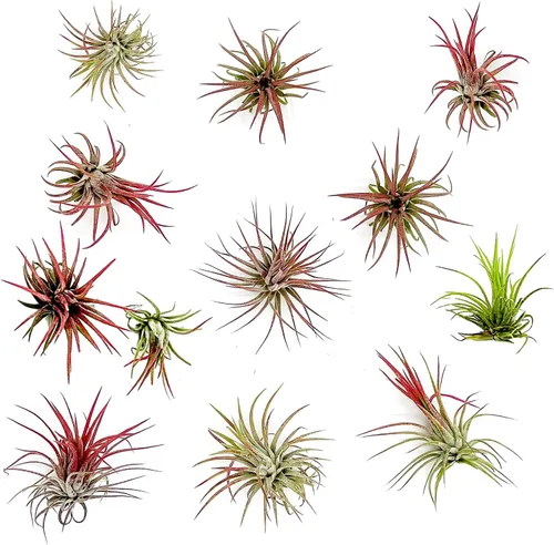 Vista 10 de ragnaroc Plantas de aire – Druida Tillandsia Ionantha, Regular 2-3 pulgadas – 3 ct – Llegada viva garantizada – Plantas de interior para decoración