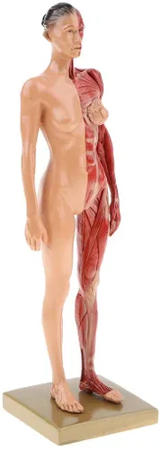 Vista 2 de BONEW Resina masculina y femenina de 11.8 in, anatomía anatómica humana, cabeza de cráneo, modelo de cuerpo, modelo de hueso muscular