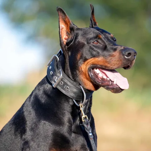 Vista 9 de SparkDog - Collar acolchado para perro, 2 pulgadas de ancho, nailon de 4 capas, correas para cinturón de seguridad, accesorios de acero inoxidable