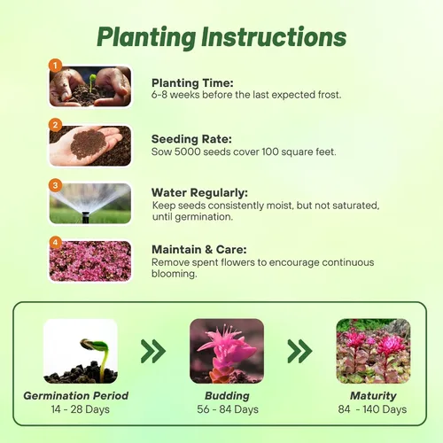 Vista 4 de Outsidepride Purple Carpet Sedum Seeds - 2000 semillas perennes de cobertura del suelo para plantar, plantas suculentas resistentes al frío
