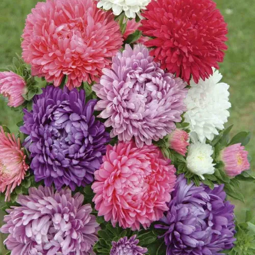 Vista 5 de Más de 100 semillas Aster Pompon - Mezcla de flores