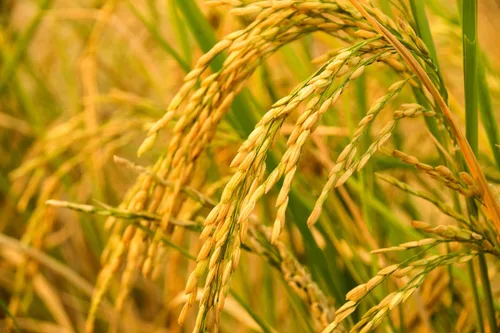 Vista 6 de Arroz integral orgánico de grano largo, 1 libra, sin OMG, grano entero, crudo, no irradiado, kosher, vegano, a granel. Buena fuente de fibra