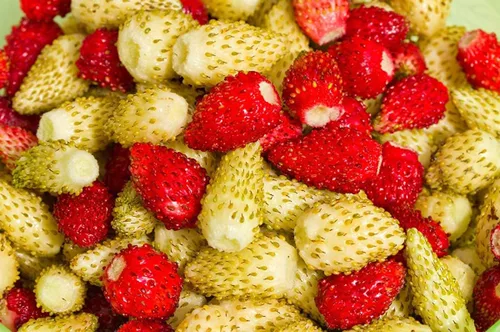 Vista 2 de Seeds Wild Alpine Strawberry Red & Yellow Seed Mix 100 semillas para plantar plantas perennes sin OMG