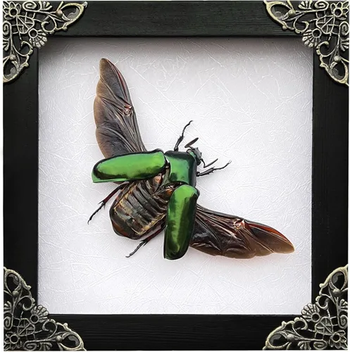 Vista 85 de 2 Real Dragonfly Specimens Shadow Box Framed Insect Display Oddities Curiosities Entomology Collection Natural History Wall Decor Gift for Nature