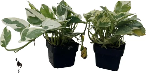 Vista 2 de N Joy Pothos - Epipremnum aureum - 2 plantas macetas de 3 pulgadas - Bueno con poca luz