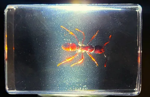 Vista 3 de 44mm Hormiga gigante tropical real en resina de lucita transparente cristalina, espécimen preservado Pseudoneoponera Rufipes, taxidermia