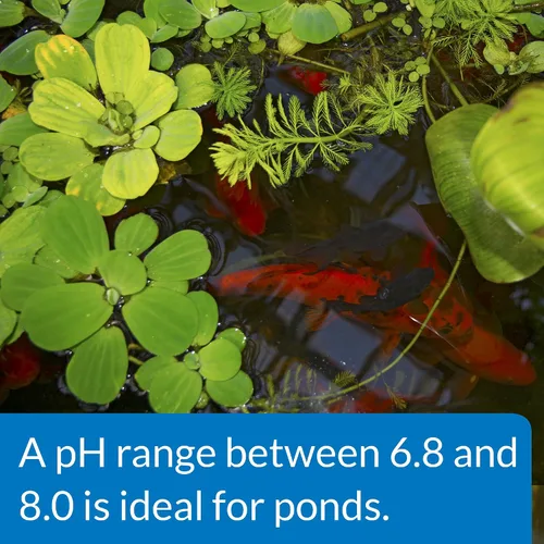 Vista 4 de API POND pH UP - Solución de elevación de pH para agua de estanque, botella de 16 onzas