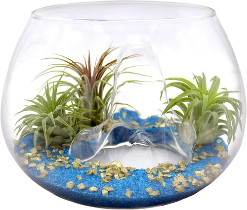 Vista 2 de Juego de terrario de cuenco de montaña de cristal de 6 pulgadas con arena, copos dorados y 3 plantas de aire Tillandsia vivas para jardines