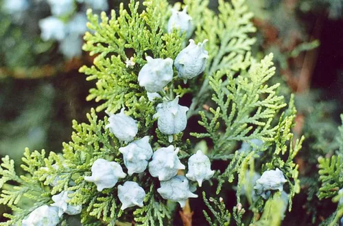 Vista 3 de 30 Semillas de árboles orientales de arborvitae para plantar - Platycladus orientalis