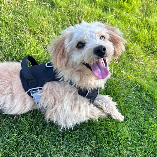 Vista 5 de Mile High Life Arnés sin tirones para perro, con rayas reflectantes, ajustable, fácil de poner, arnés ligero para perros pequeños, medianos