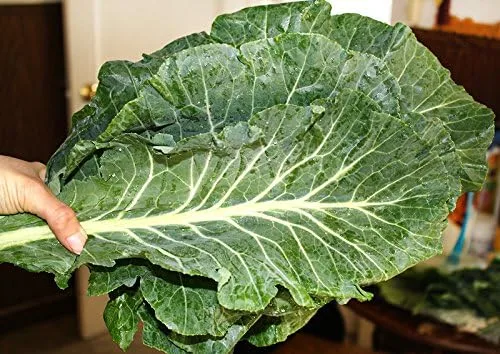 Vista 2 de 100 semillas gigantes del sur de Georgia Col Herb Heirloom Non GMO de Estados Unidos Brassica oleracea VAR. Acephala