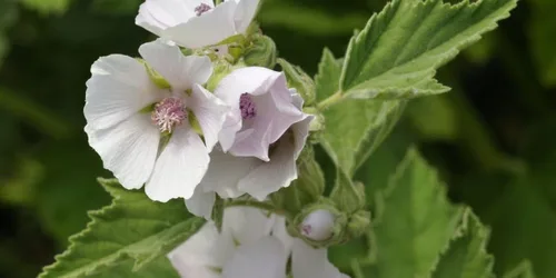 Vista 8 de Semillas Malvavisco Althaea officinalis No GMO Heirloom