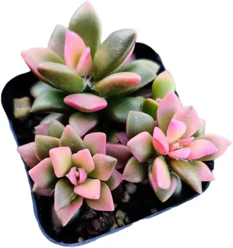 Vista 11 de Plantas de cactus suculentas vivas de USKC (pata de oso de cotiledón tomentosa de 2 pulgadas)