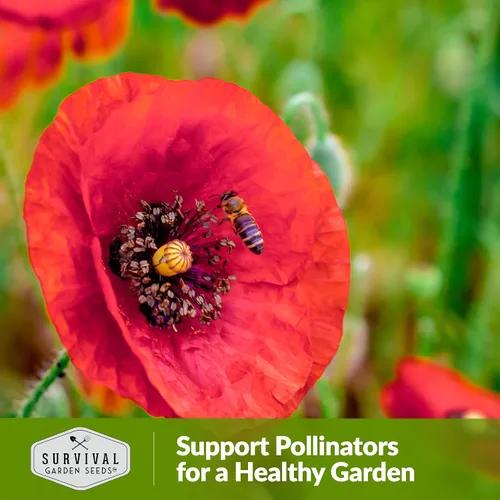 Vista 5 de Survival Garden Seeds Amapola de maíz rojo (Papaver Rhoas) 1 paquete con semillas de flores silvestres e instrucciones de plantación Cultiva