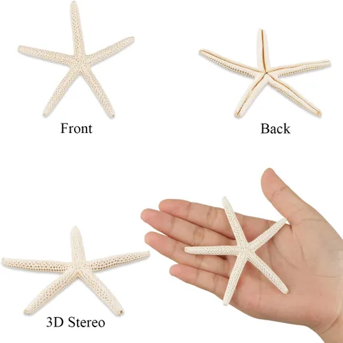 Vista 3 de Jangostor 20 piezas de estrellas de mar, conchas naturales de 2.5 a 4 pulgadas, conchas marinas naturales, estrellas de mar, estrellas de mar