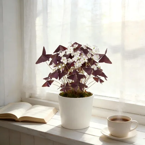 Vista 3 de Oxalis Triangularis, 10 bombillas de trébol morado, flores para el hogar, jardín, interior y exterior, fácil cuidado