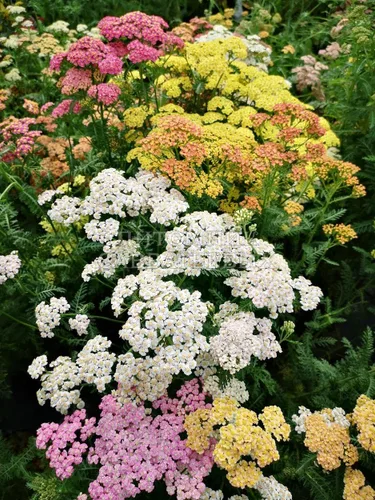 Vista 2 de Semillas Milfoil Mix (Achillea millefolium) Flores perennes