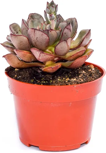 Vista 6 de Planta suculenta Echeveria viva - Suculenta Echeveria de 4 pulgadas con raíces completas (Echeveria Benitsukasa)