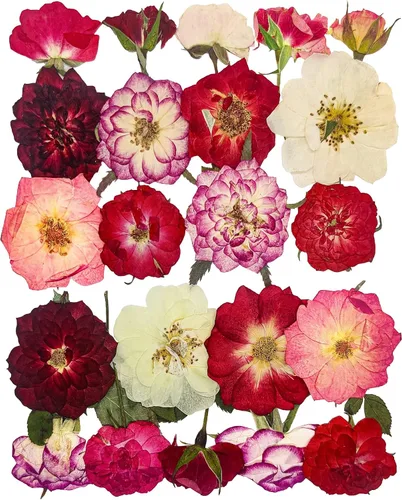 Vista 9 de 84Pcs Real Natural Dried Pressed Flowers & Green Leaves for DIY Crafts, Resin, Scrapbooking, Frame Decor + 4 Packs + Tweezers