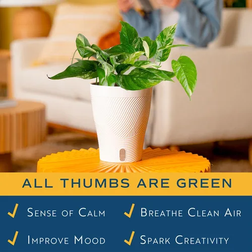 Vista 5 de Costa Farms – Planta de Pothos Albo Variegado viva en maceta auto-regante, purificadora de aire para interior, perfecta para decoración del hogar