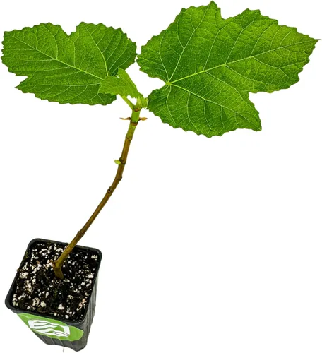 Vista 8 de Planta enana de higo Fignomenal viva - Ficus carica - Planta en maceta inicial de Wellspring Gardens para decoración del hogar interior y exterior