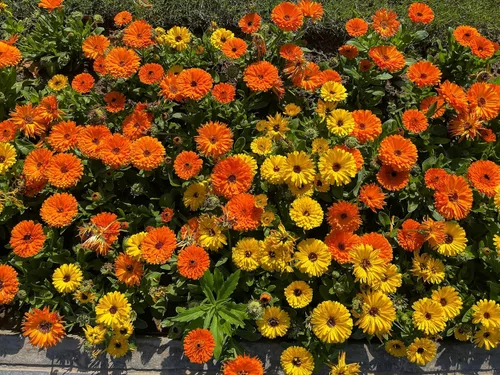 Vista 6 de 500 Colores Mezclados Fancy Mix Pot Caléndula Caléndula Officinalis Semillas De Flor