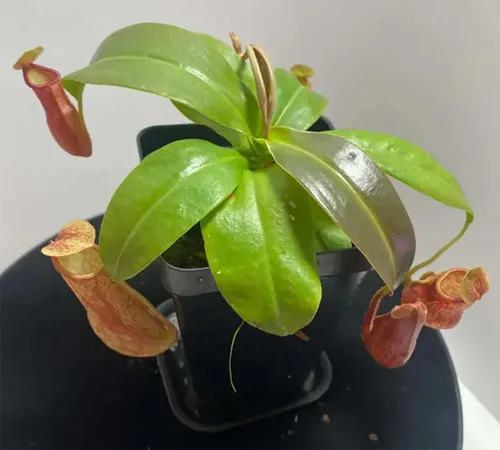 Vista 5 de Planta de jarra carnívora, planta de inicio vivo en una maceta de 2 pulgadas, Nepenthes St Gaya, hermosas plantas carnívoras tropicales de fácil
