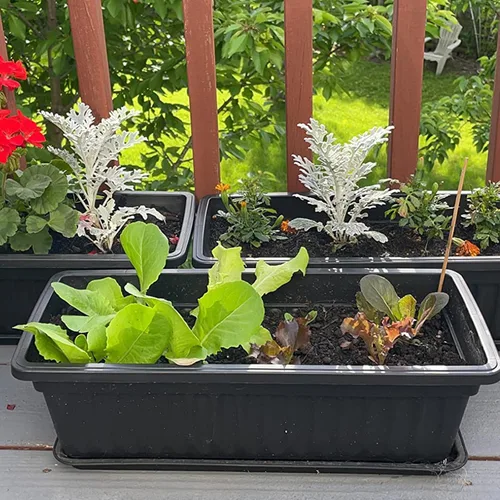 Vista 6 de Paquete de 6 cajas de flores de 17 pulgadas, macetas de plástico para verduras largas con bandeja, maceta negra para alféizar de ventana, patio
