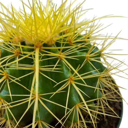 Vista 6 de BubbleBlooms Cactus de barril dorado en maceta de 6 pulgadas Echinocactus Grusonii, cactus de bola de oro