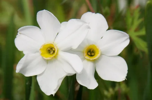 Vista 7 de Mantequilla y huevos de narciso/10 bulbos de narciso frescos saludables que producen flores amarillas dobles tradicionales en marzo por The Southern