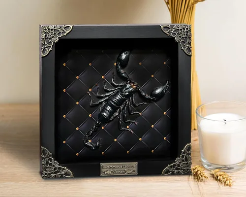 Vista 153 de 2 Real Dragonfly Specimens Shadow Box Framed Insect Display Oddities Curiosities Entomology Collection Natural History Wall Decor Gift for Nature