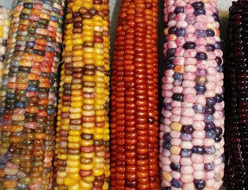 Vista 5 de Semillas de maíz raras para plantar - 25 semillas por paquete - (mezcla de fresa Delite)